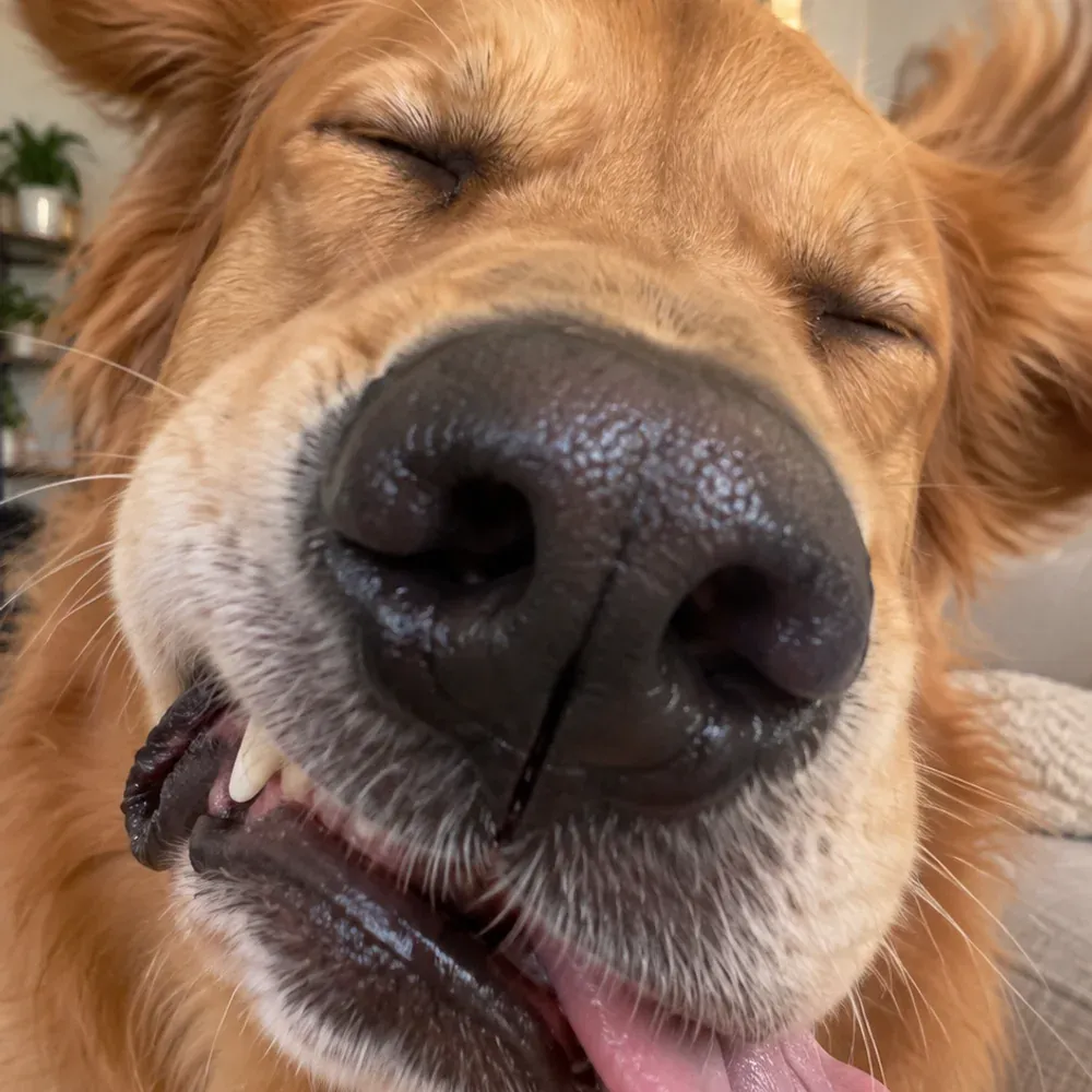 The funny golden retriever source image used in an existing internal PetPip creative project.