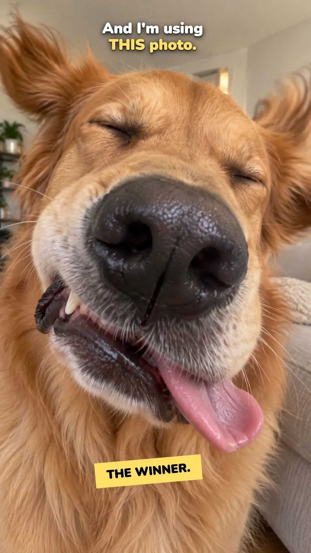 A golden retriever photographed at very close range, with its nose exaggerated by the camera angle.