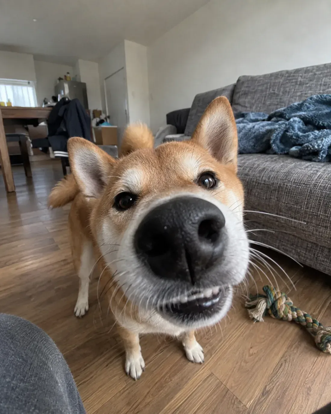A close-up Shiba Inu photo in which the nose and curious expression dominate the frame.