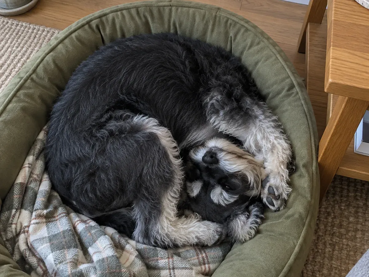 An approved internal creative image of a salt-and-pepper schnauzer curled into a knot in an olive bed.