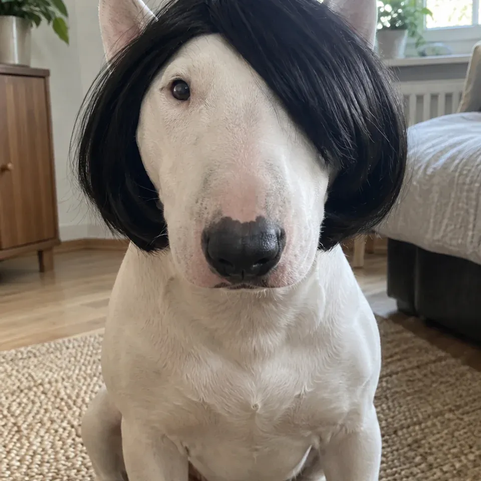 A white bull terrier with long black side-parted hair, from an internal PetPip creative project.