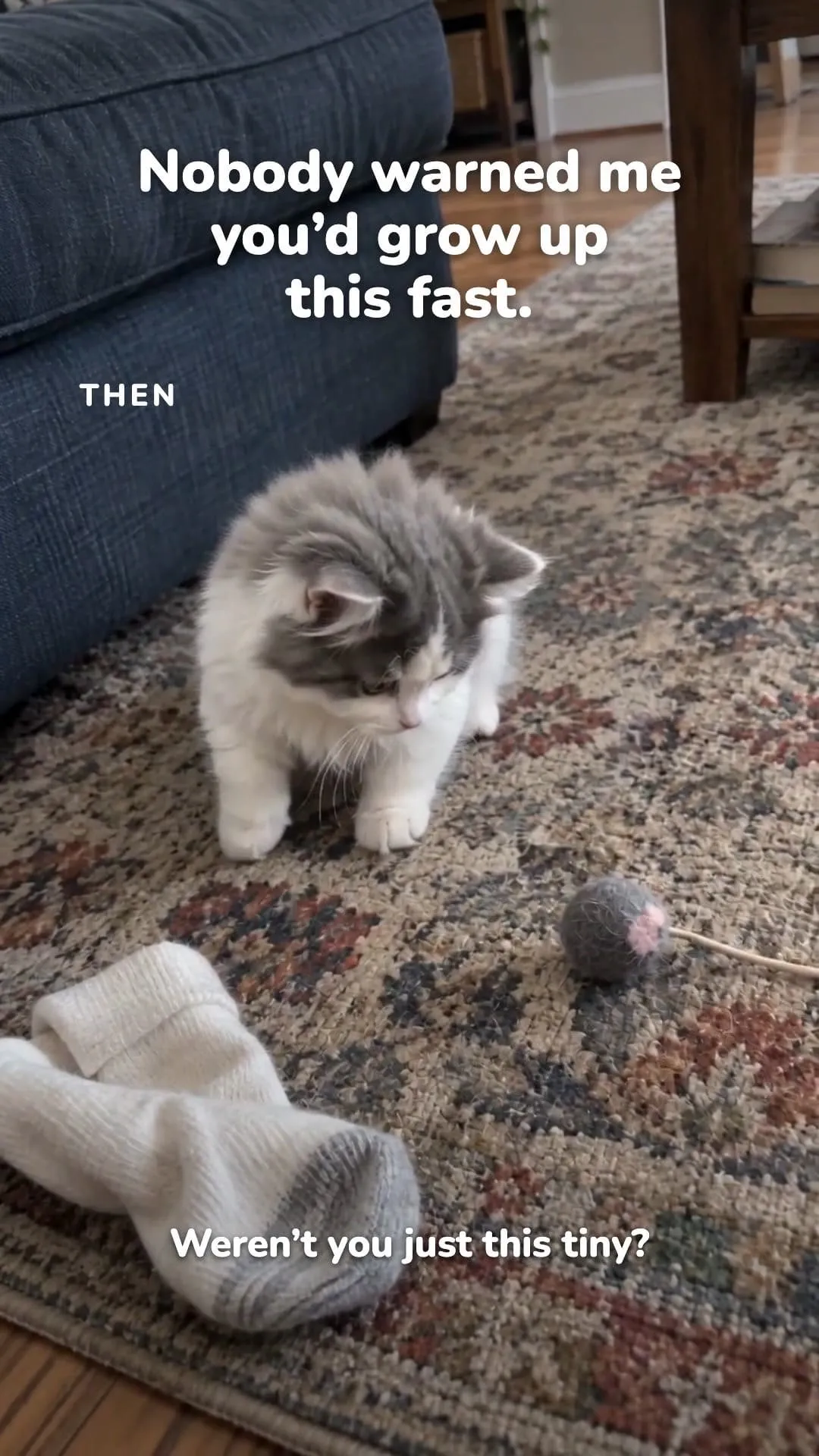 A small gray-and-white kitten standing beside a toy in an ordinary home setting.