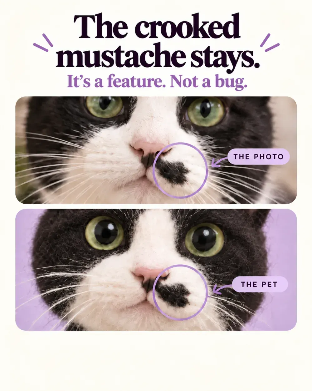 A close comparison showing the same crooked moustache marking in the cat photo and the personal virtual pet.