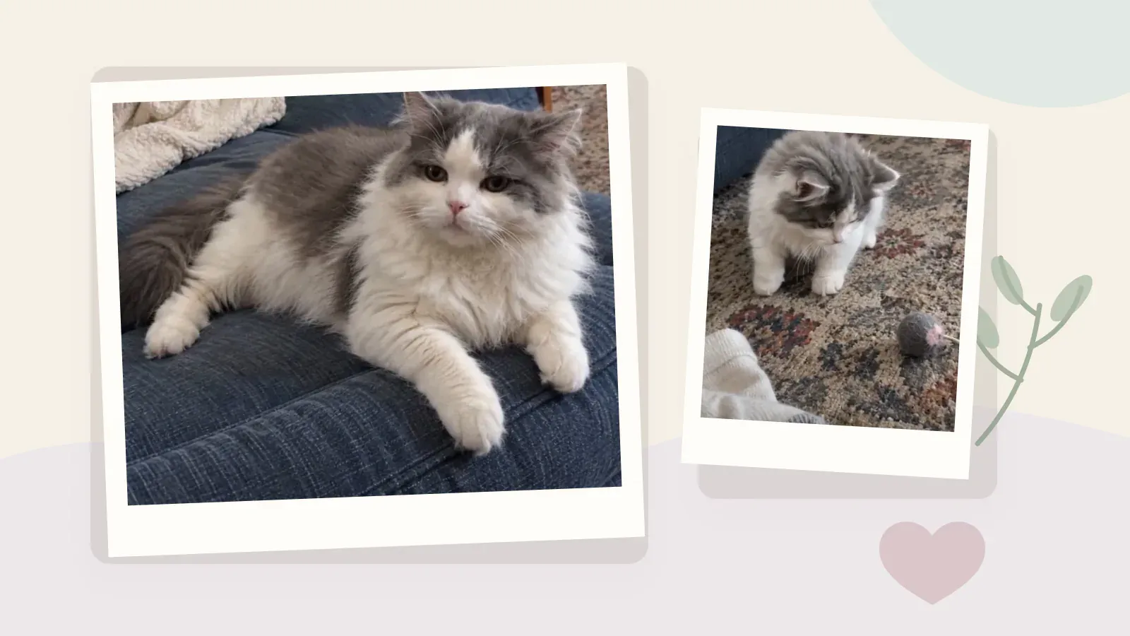 Two printed-photo-style memories of the same gray-and-white cat as an adult and as a kitten, arranged on a quiet keepsake background.